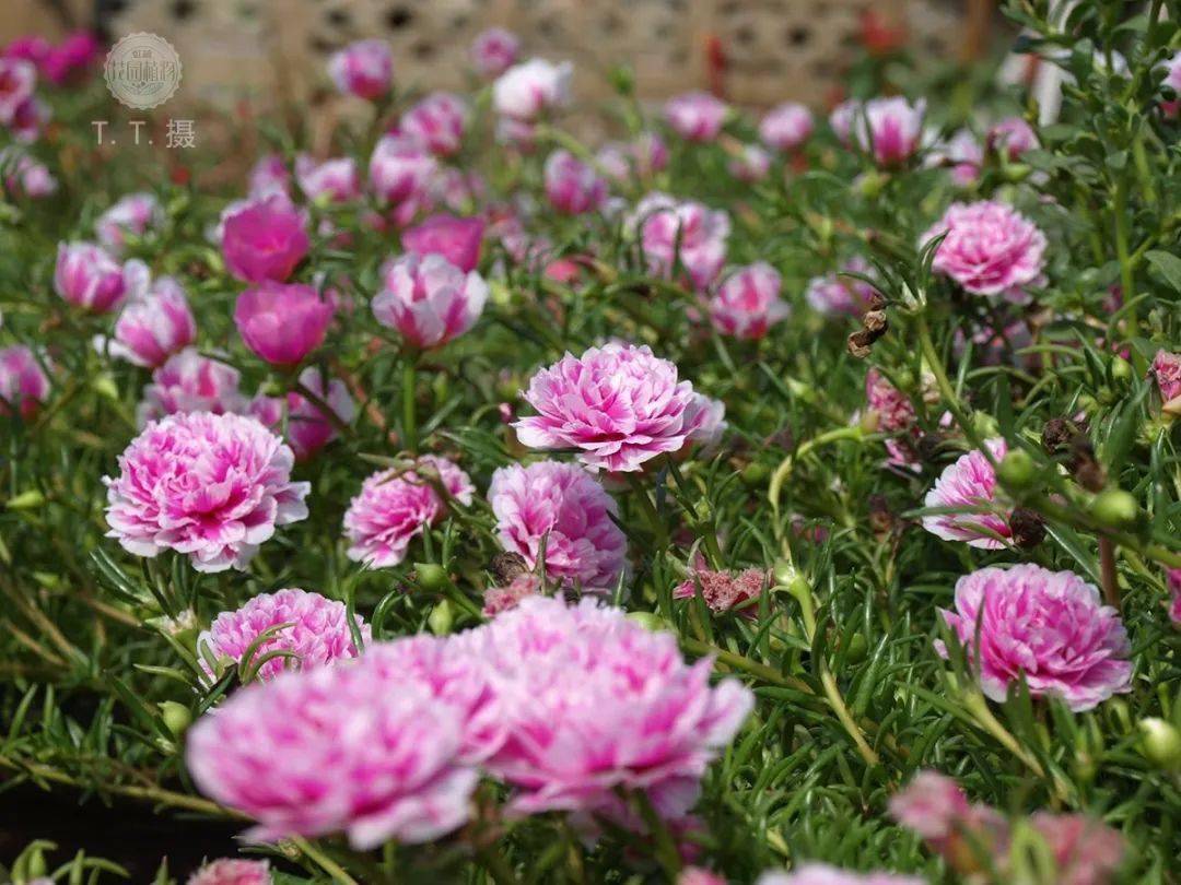 松叶牡丹花如牡丹国色天香夏天里真正的王者