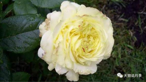 花开不败的丰花月季舍伍德