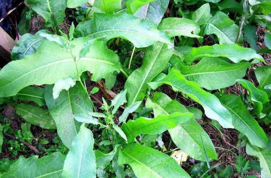 因为取材都是天然草本,非常温和,不用担心用了对脚部有什么副作用