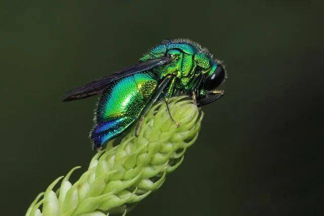 绿色金属光泽的昆虫图片