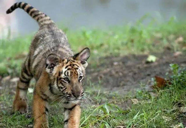 中国的十大"国宝级"动物,个个面临濒危,最后一种已功能性灭绝