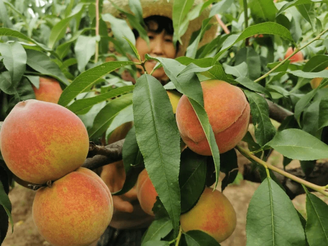 张家口桥东区久保桃笑迎八方客