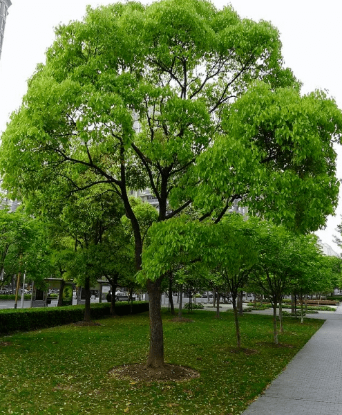 南充"市树市花"是啥?你说了算!