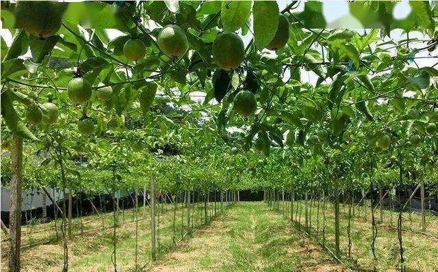 百香果越来越受欢迎掌握种植技术和管理方法产量高品质好