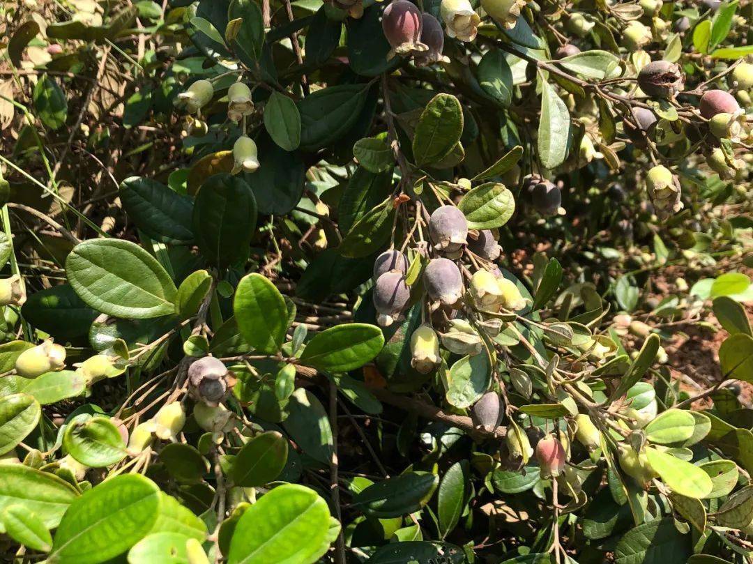 最新发现韶关这个超200亩的田园农庄山捻子熟啦来亲手采摘回味酸甜