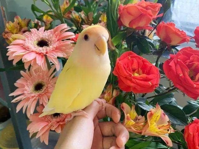 鸟友汇鹦鹉俱乐部家养牡丹鹦鹉不繁殖做好这4点想不繁殖都难小鹦鹉一