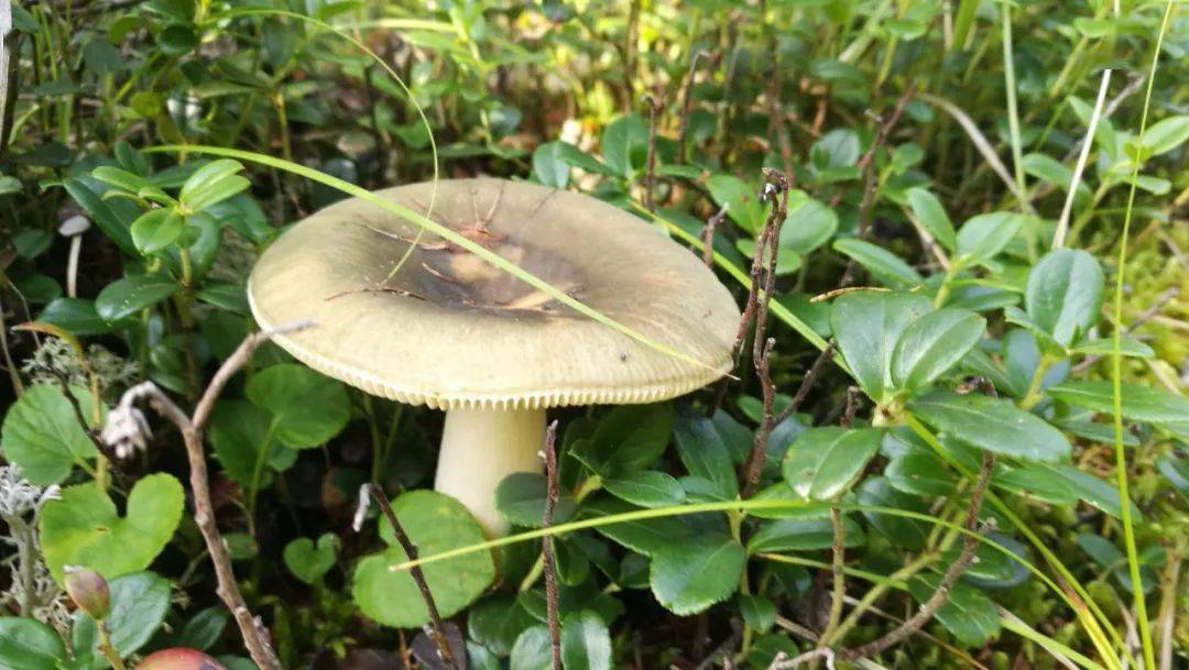 这些只是咱林区蘑菇种类的一小部分好多也是这次没有遇到的比如路基蘑