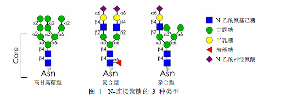 单克隆抗体糖基化修饰研究进展