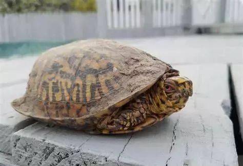 红耳龟冬眠图片