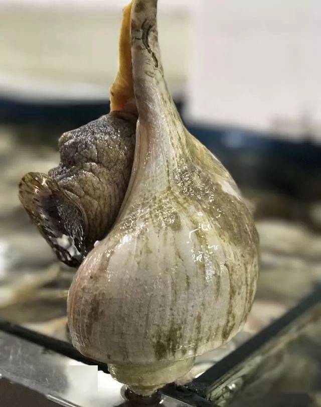 著名螺类食材大全