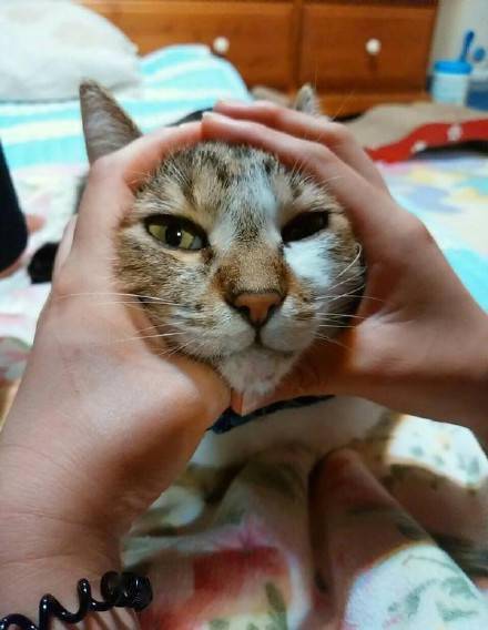 捏猫脸有几张已经感受到了杀气了