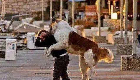 狗狗为什么总是要扑人这6点原因要知道有2点很暖心