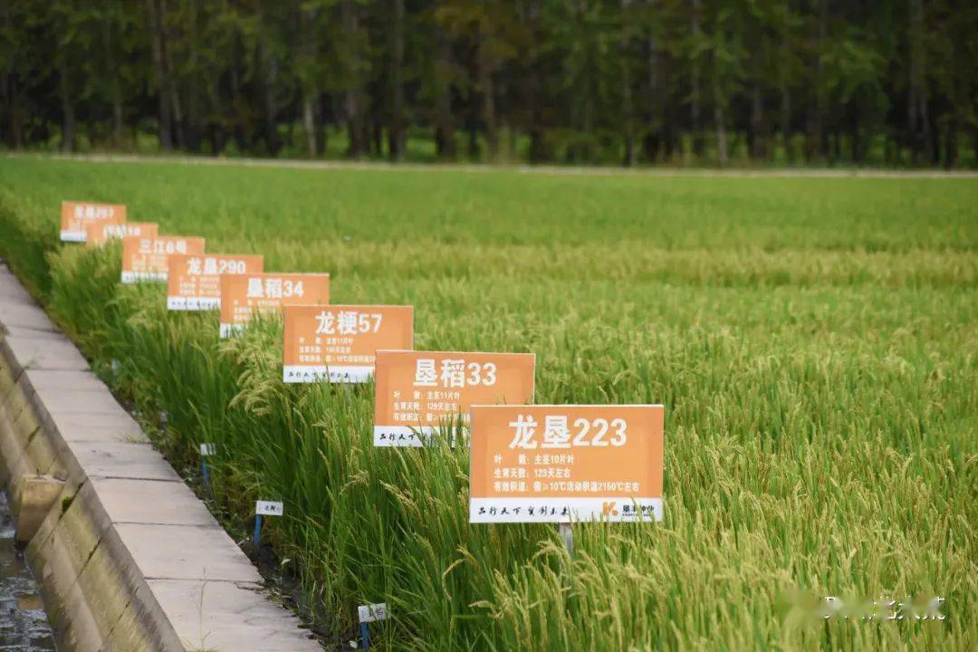 龙垦290水稻品种图片