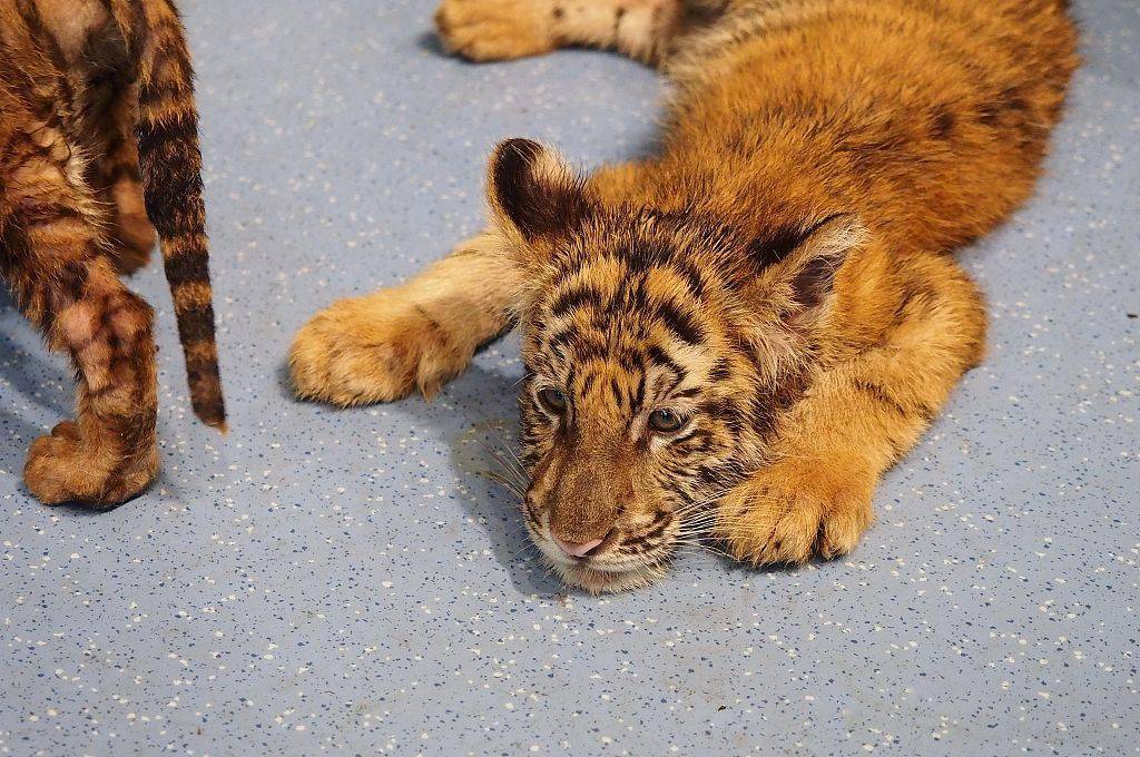 济南野生动物世界的"萌兽见面会"上,出生刚百天的三胞胎金虎虎崽和