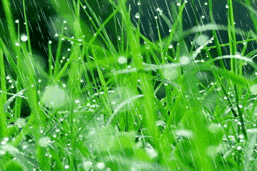如果长时间下雨,听见鸟鸣声,则会很快雨过天晴!