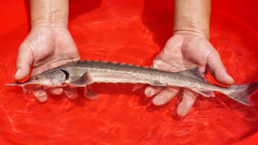 奉賢漁民捕獲一條怪魚竟是國家一級重點保護野生動物