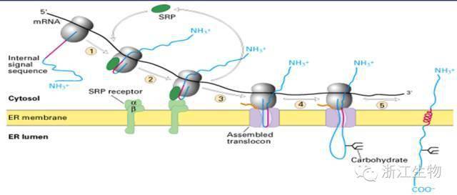 跨膜蛋白到內質網膜的運輸1.