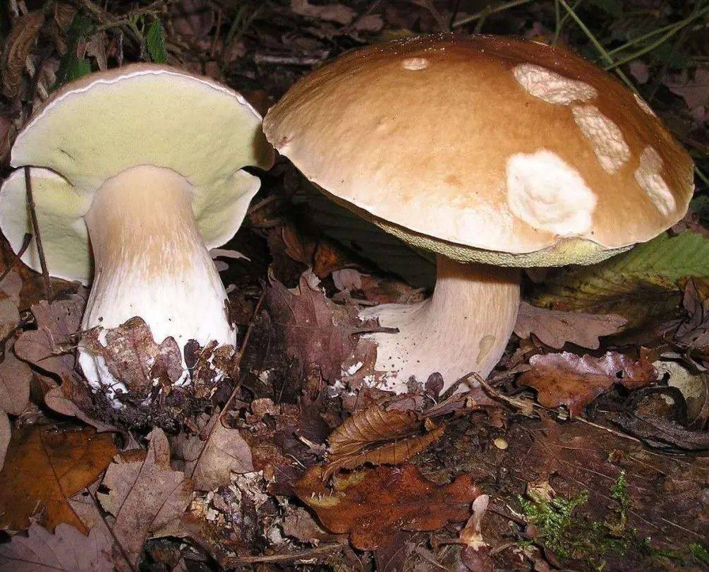 牛肝菌图片 毒蘑菇图片