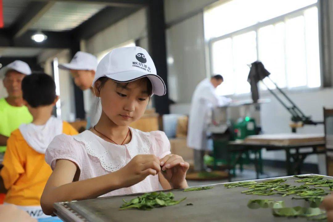 太平猴魁茶文化研学拓展亲子活动成功举办