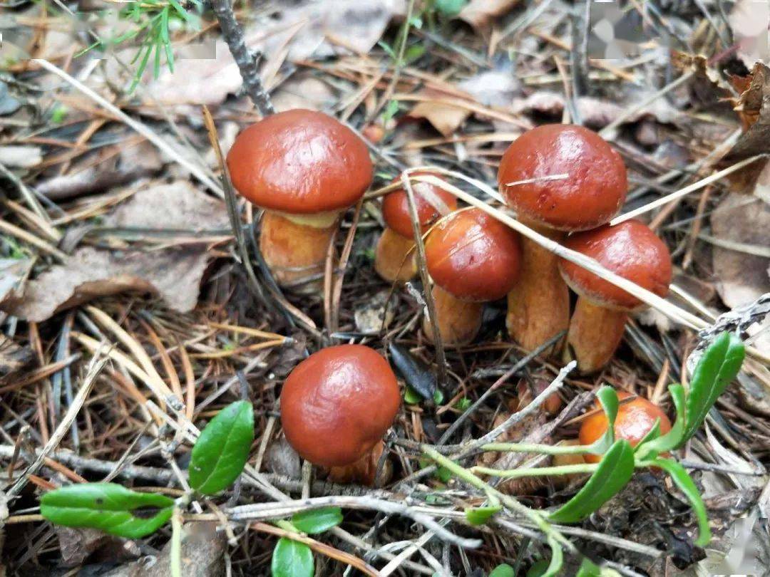兴安杜鹃蘑菇图片