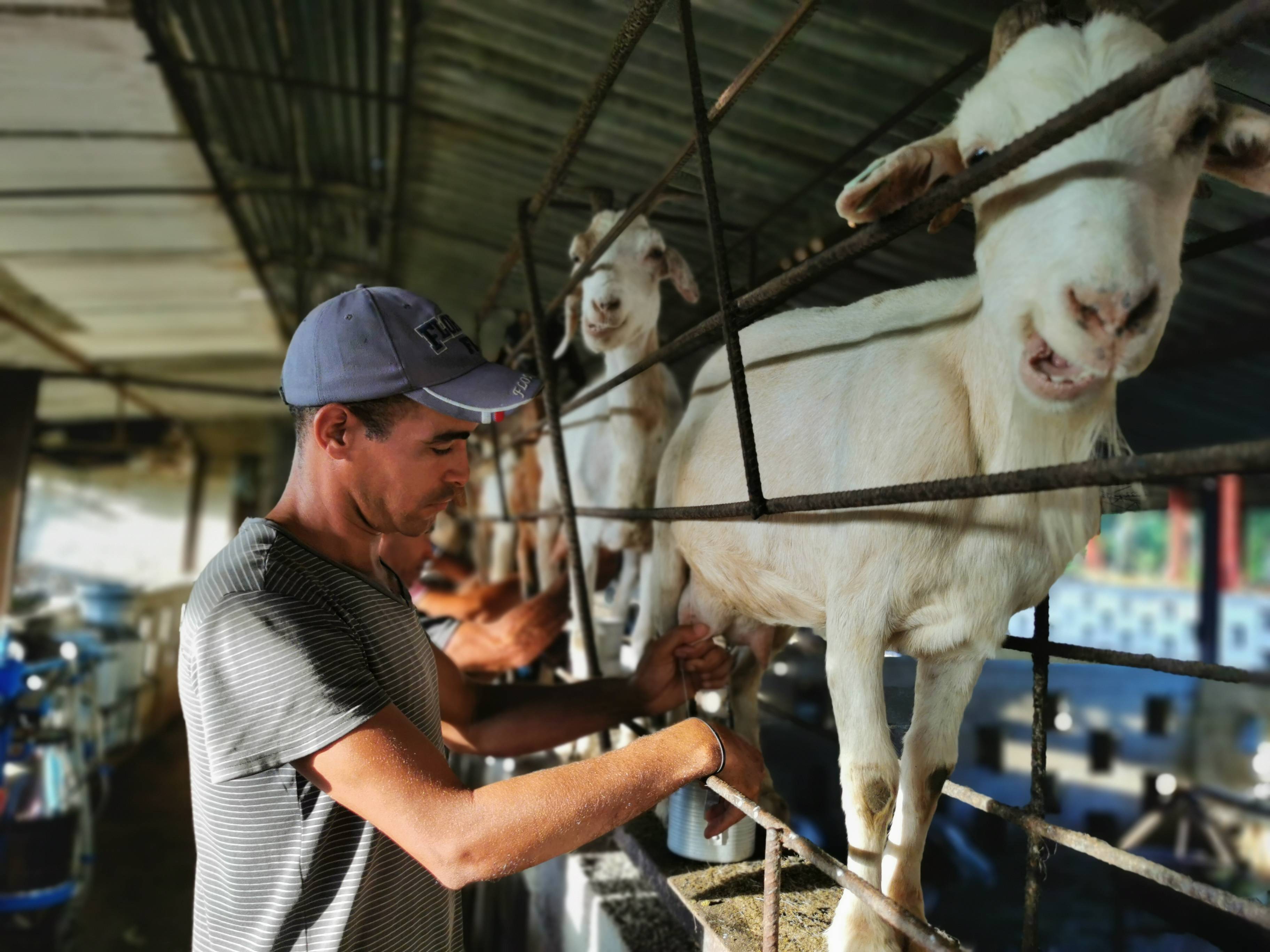 工人在古巴首都哈瓦那市中心以东约10公里处的"美景农场"给山羊挤奶