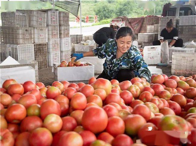 走向我们的小康生活左权县芹泉镇下庄村大棚西红柿种植助力农户奔小康