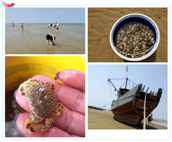 新尝鲜集结号|大泽山摘葡萄 莱州虎头崖赶海休闲一天