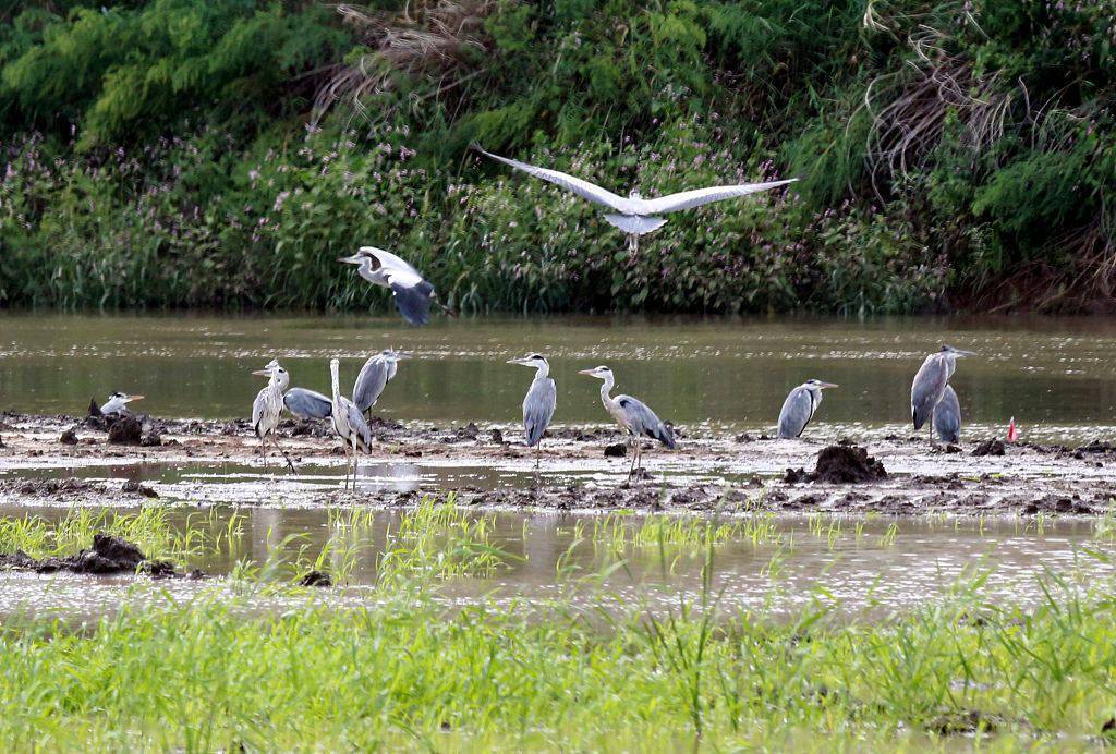 瀋陽眾多鷺鳥在蒲河溼地棲息