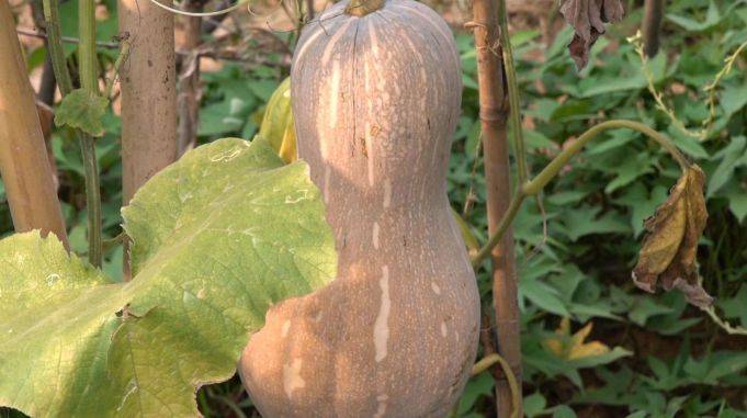 种瓜得瓜小伙带你到农村见识下东南西北瓜