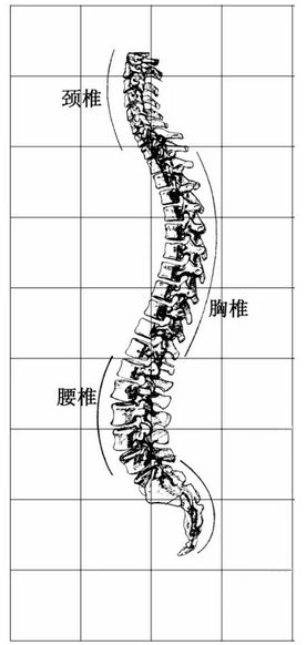 人体曲线图