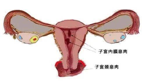 穹窿部是什么部位图片图片