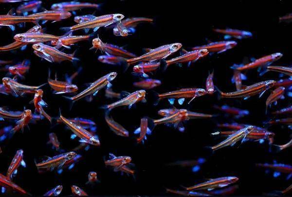 还有一种紫光精灵鱼,是不耐高温的品种,这个在我以前的文章中有所介绍