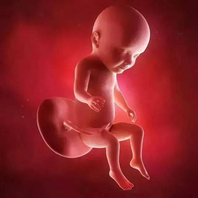孕21周胎儿位置图片图片