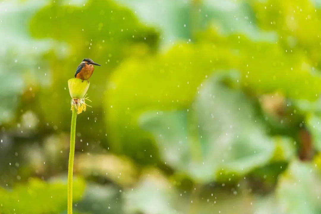 今日處暑週末最高氣溫28週日有雨