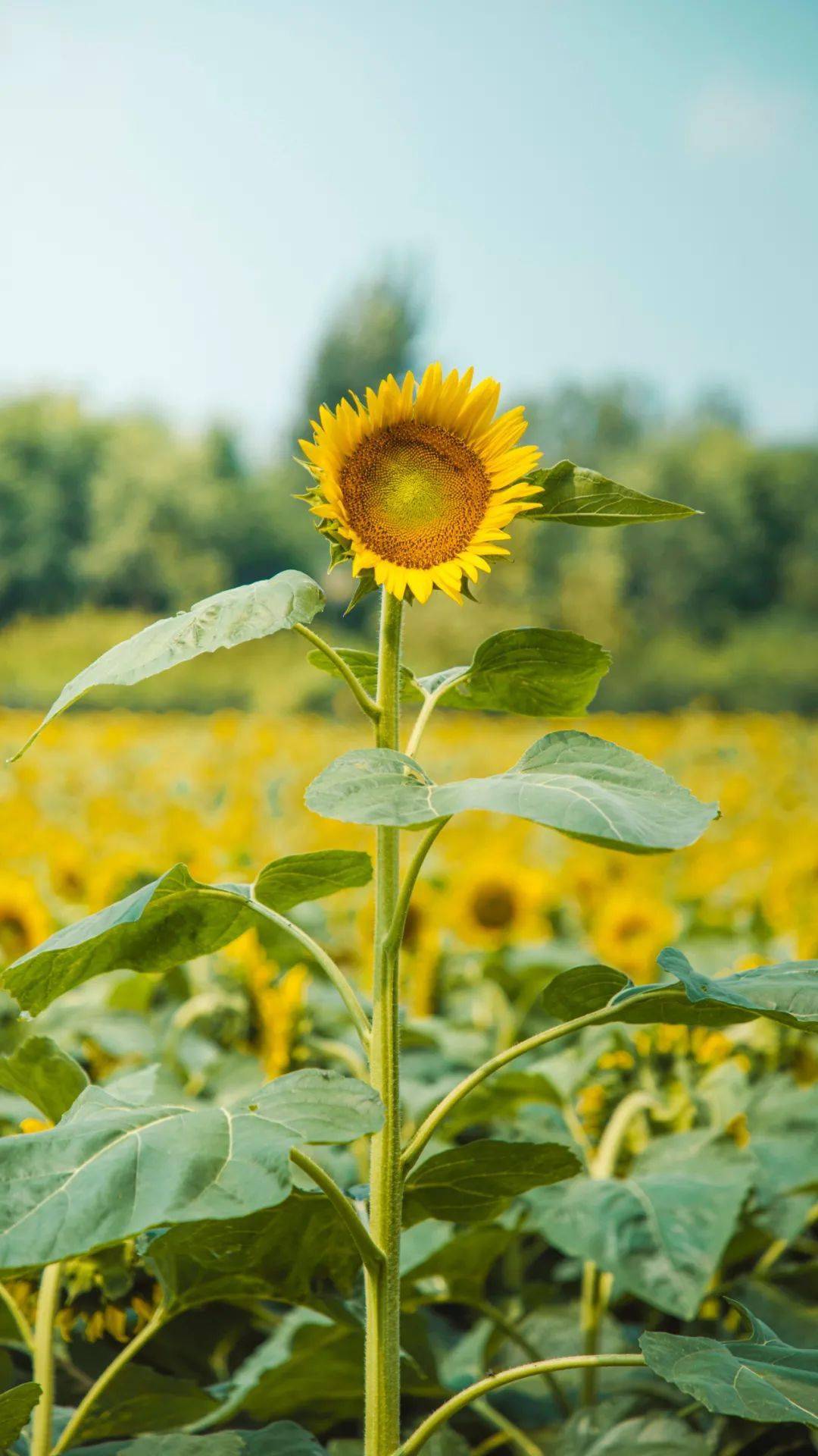 距离市区一小时这片向阳花海带你拥抱夏日美好