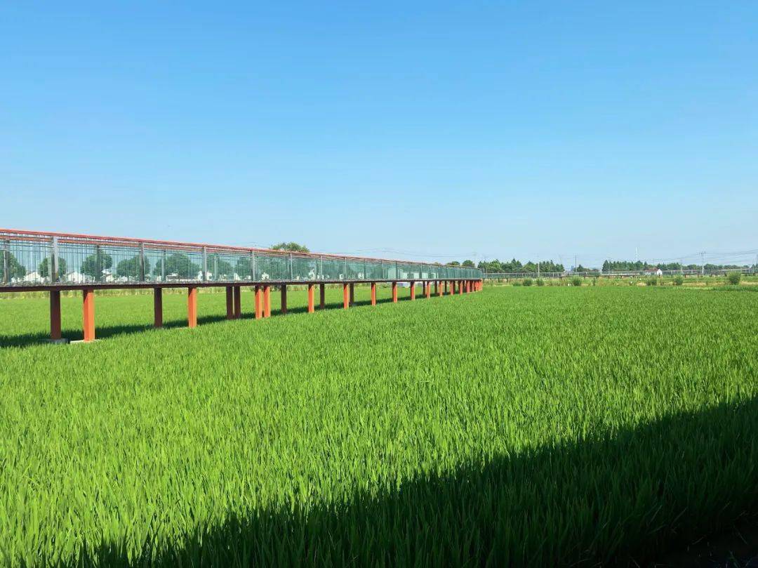 观景长廊等设施稻田里有观景浮桥形成"一季稻一季花"的田间景观采用