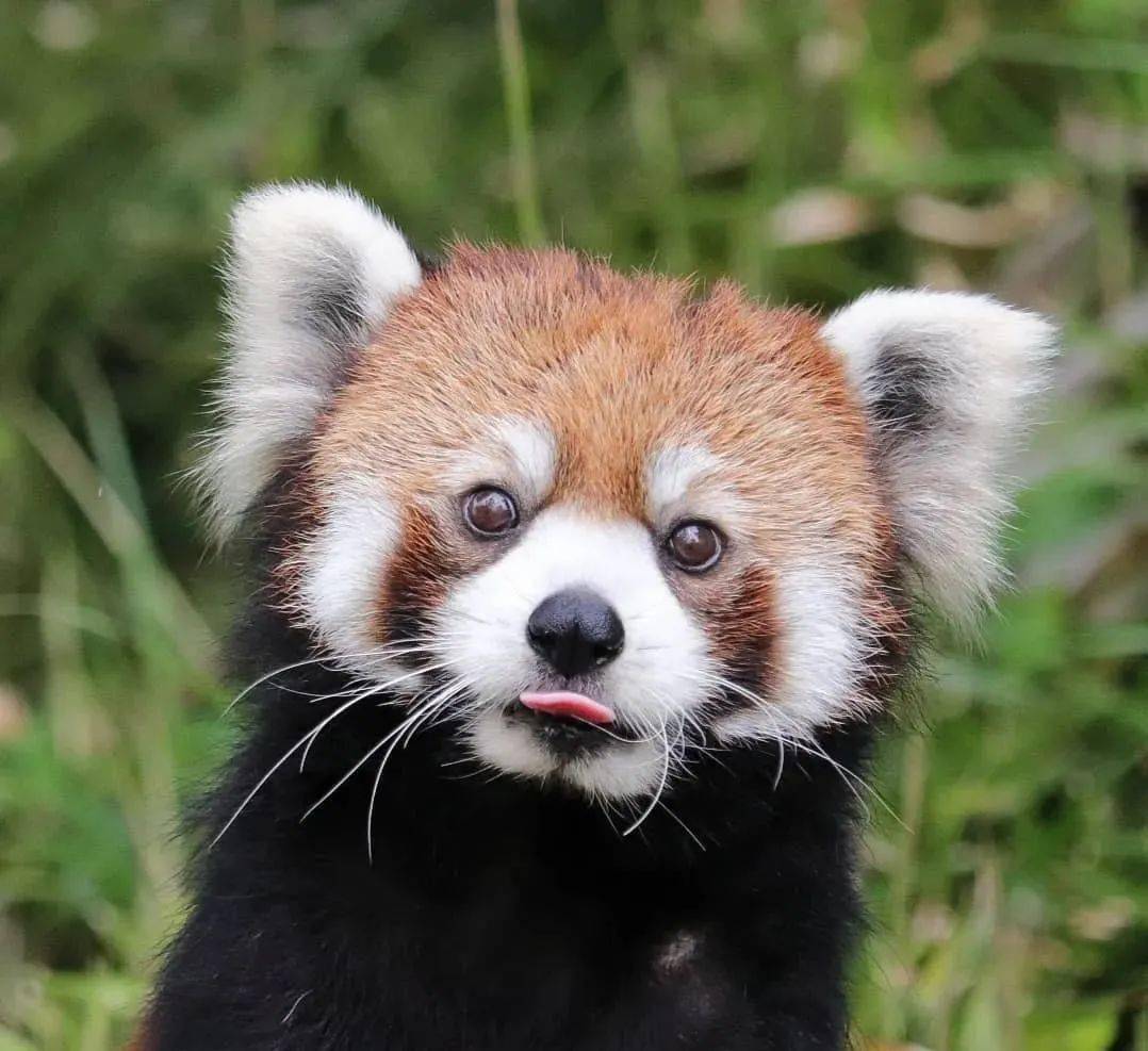 好奇脸,呆萌,当然小熊猫也有多样的表情和小动作,首先就是一脸天真