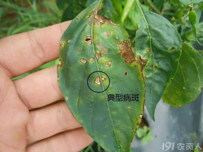 疮痂病,炭疽病和灰叶斑病,是三种常见的严重危害辣椒的病害
