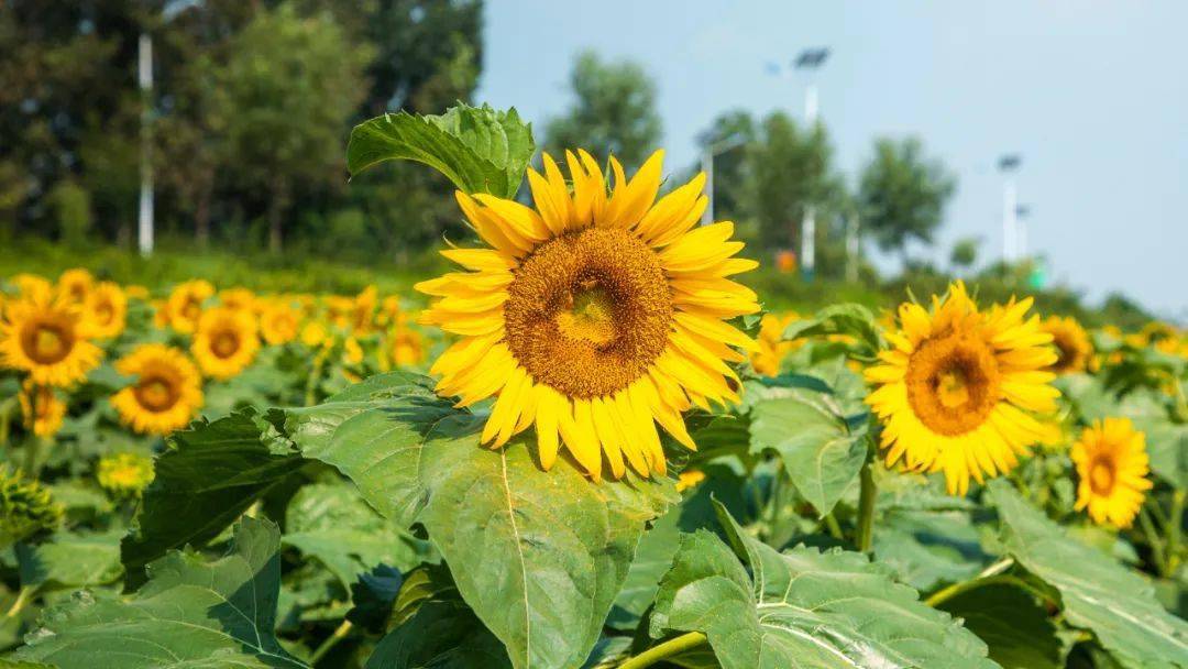 距離市區一小時這片向陽花海帶你擁抱夏日美好