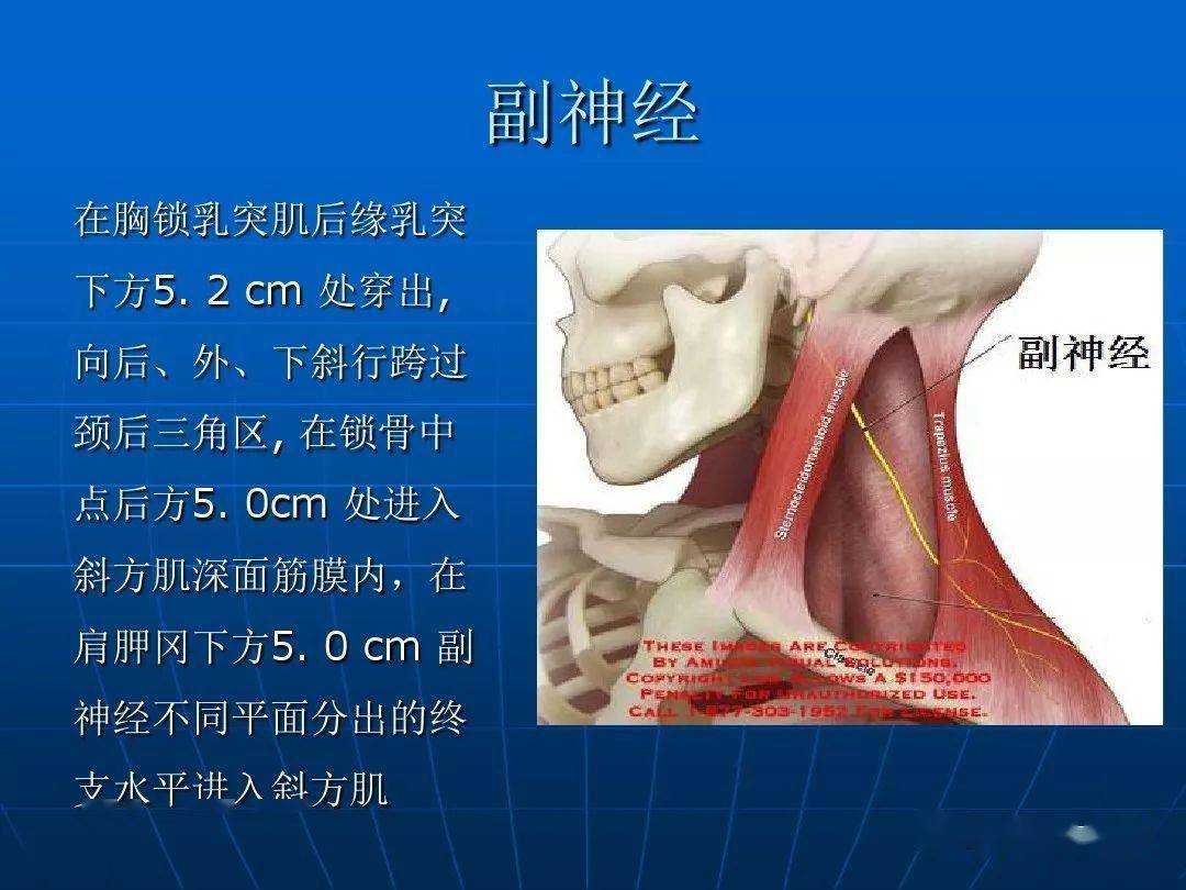 解剖肩關節應用解剖