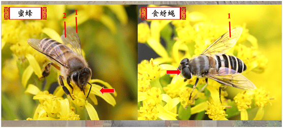 常凌小告诉大家:"食蚜蝇,它是苍蝇的一种,它的幼虫吃蚜虫,成虫跟蜜蜂