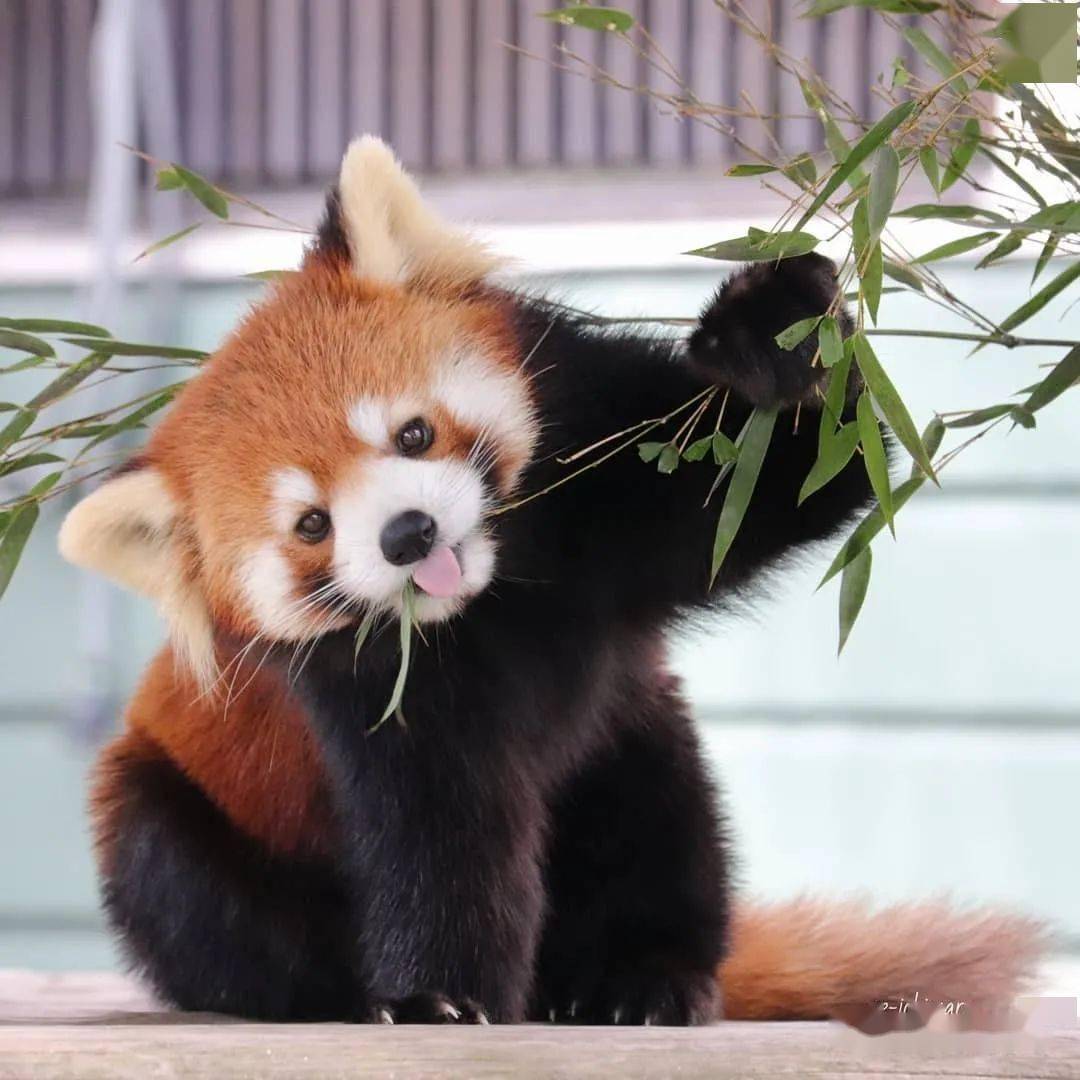 一位专门饭拍小熊猫的妹纸她镜头下的小熊猫太好吸了