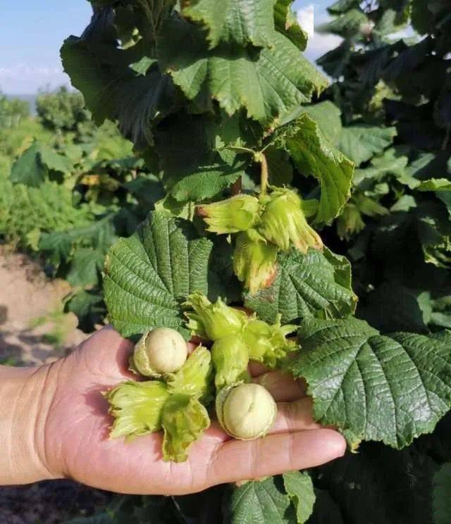 宁夏版大果榛子成功引种驯化