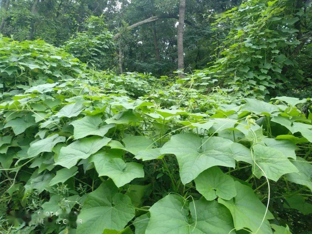 引人担忧有害物种刺果瓜辐射面积越来越广林裕嵩说, 大连环保志愿者