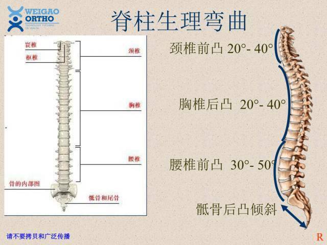 解剖全脊柱解剖