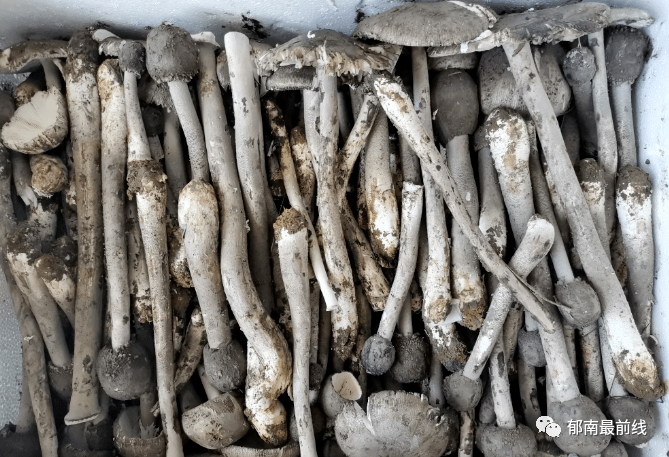 郁南通门:芝麻菌70元每斤,村民纷纷上山"捡钱"!_冲枚