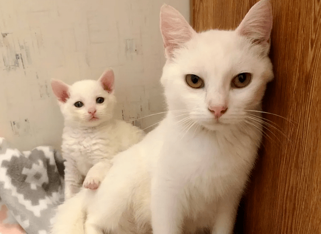 两只猫崽被锁进笼子中丢弃为救小猫崽家猫咬破嘴巴也不放弃