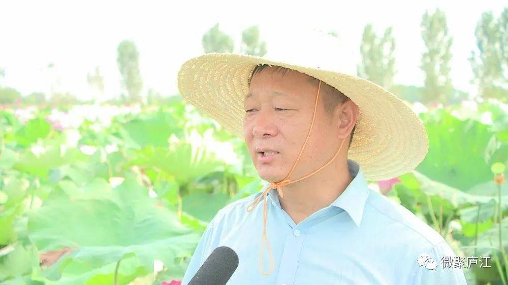 人间仙境庐江千亩太空莲登上央视