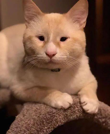 领养回来一只猫,长着一双绿豆眼!网友:确定这货不是仓鼠派来的卧底?