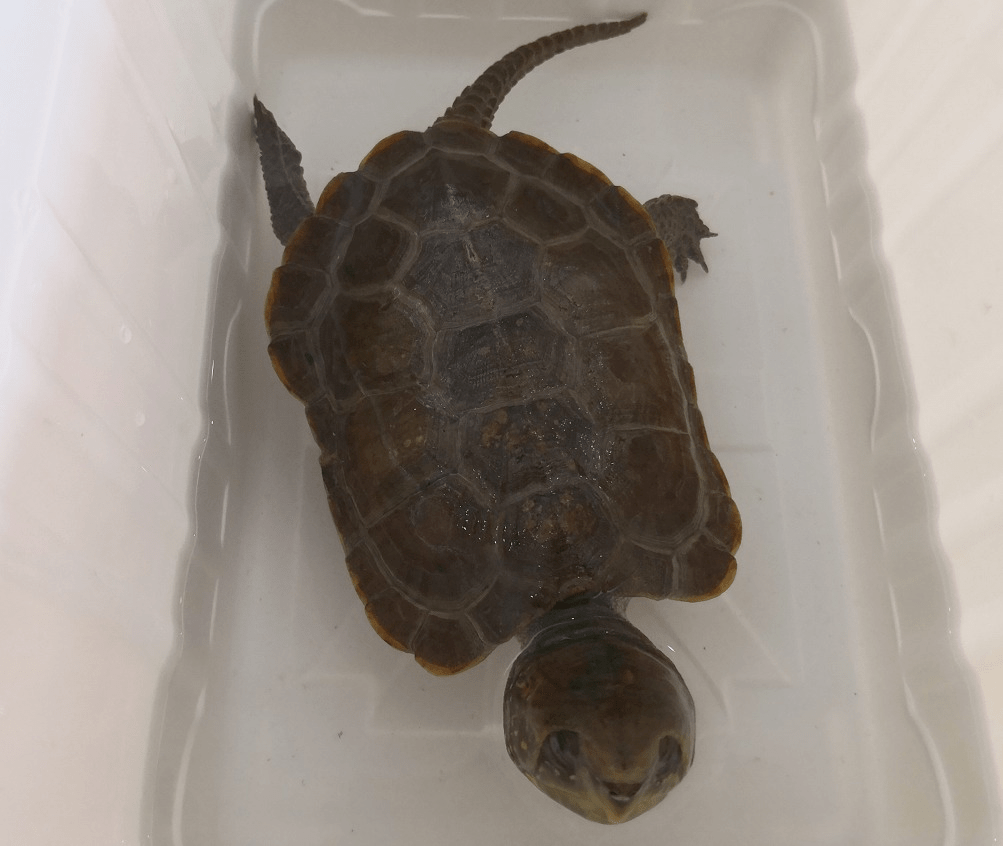 竟然是"牢底坐穿龟"?